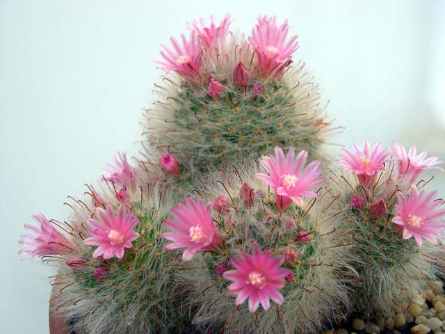 Mammillaria_bocasana_roseiflora